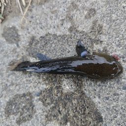 チチブ