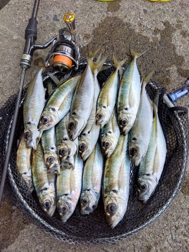 アジの釣果