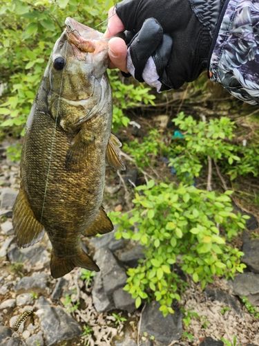 スモールマウスバスの釣果