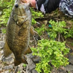 スモールマウスバス