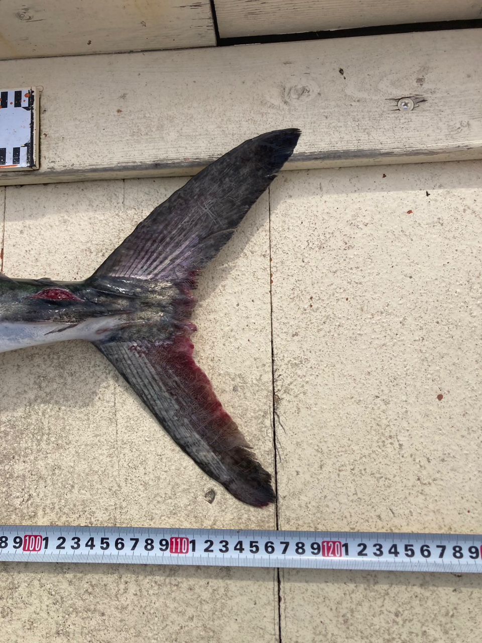 釣りが1番楽しいさんの釣果 2枚目の画像