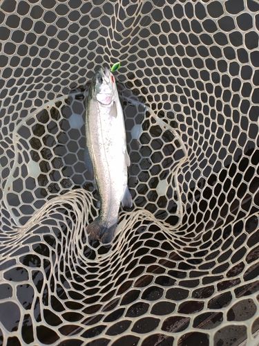 ニジマスの釣果