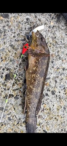 アイナメの釣果