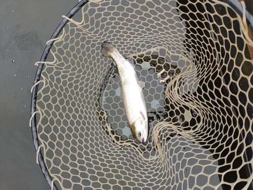 ニジマスの釣果