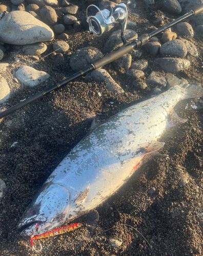 サクラマスの釣果