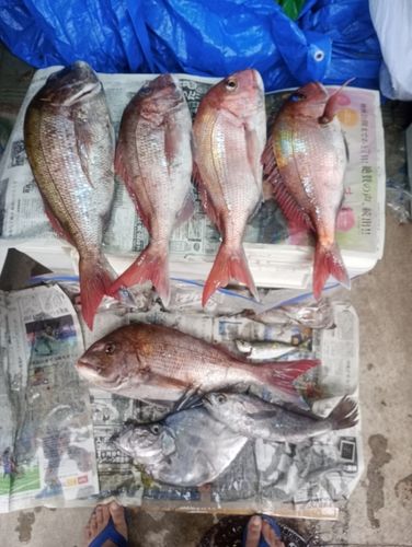 マダイの釣果