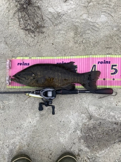 スモールマウスバスの釣果