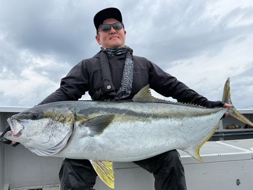 ヒラマサの釣果