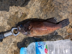 クロメバルの釣果