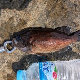 クロメバル