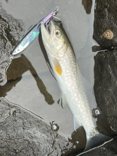 アメマスの釣果