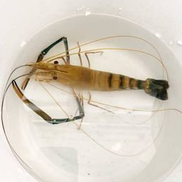 オニテナガエビ