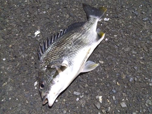 キビレの釣果