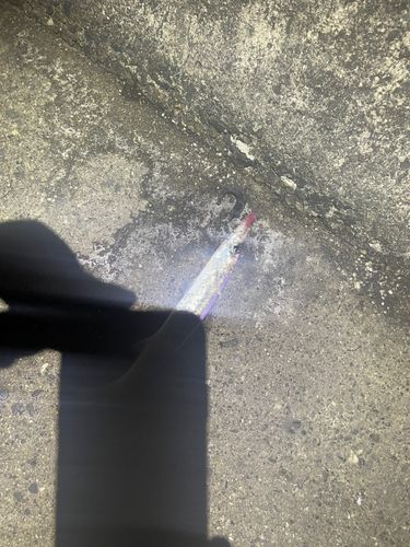 カマスの釣果