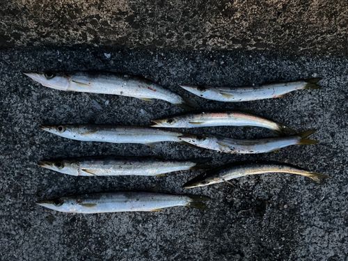 カマスの釣果