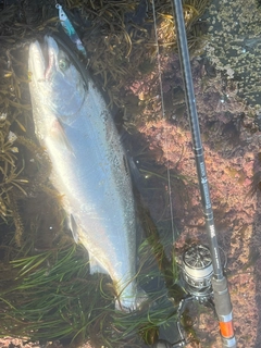 サクラマスの釣果