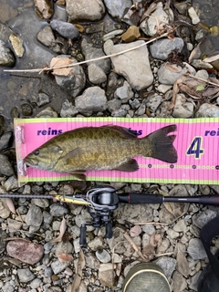 スモールマウスバスの釣果
