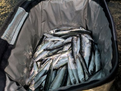 サバの釣果