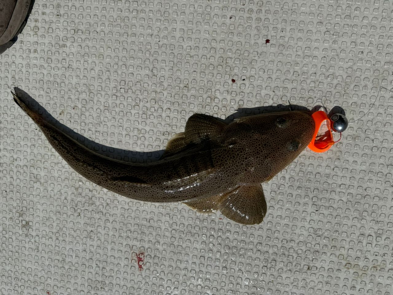 マダイ