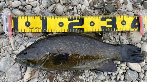 スモールマウスバスの釣果