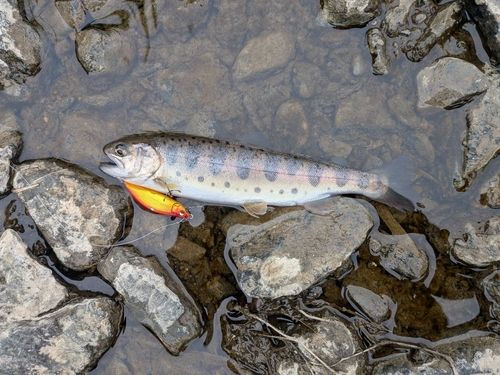 ヤマメの釣果