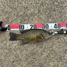 スモールマウスバス