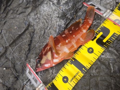 アカハタの釣果