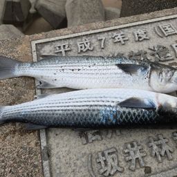 ボラ