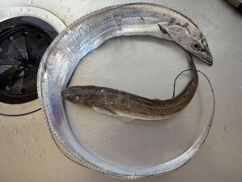 タチウオの釣果