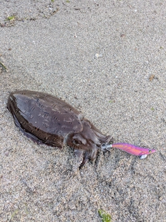 モンゴウイカの釣果