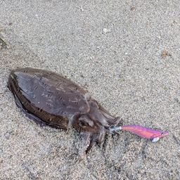 モンゴウイカ
