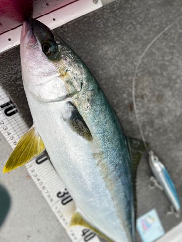 ヒラマサの釣果