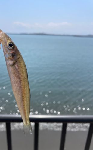キスの釣果