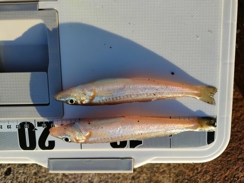 シロギスの釣果