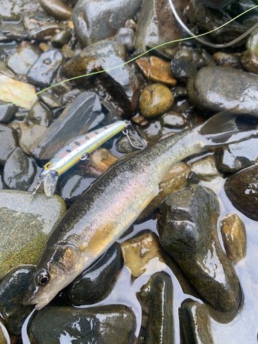 タカハヤの釣果