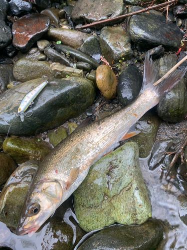 ウグイの釣果