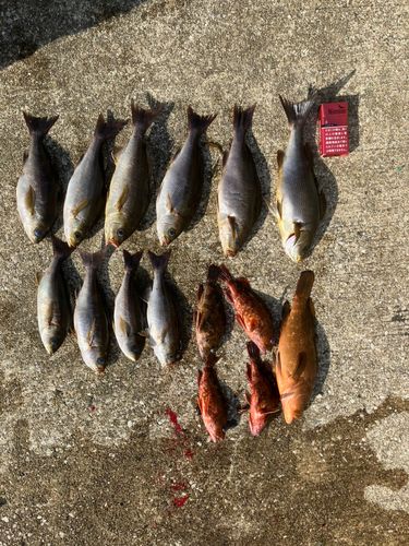 イサキの釣果
