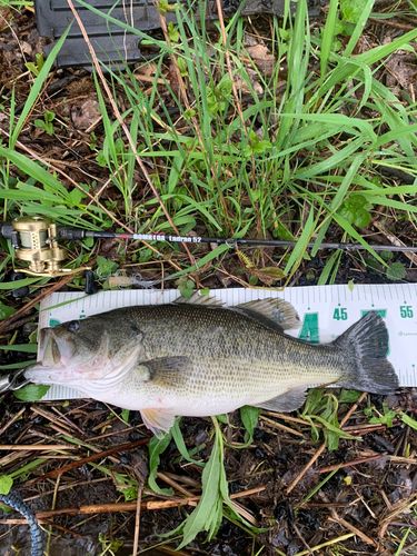 ブラックバスの釣果