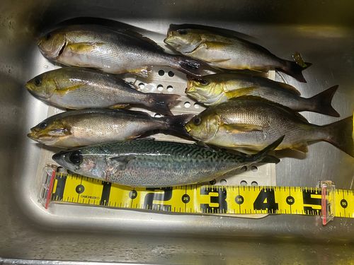 イサキの釣果