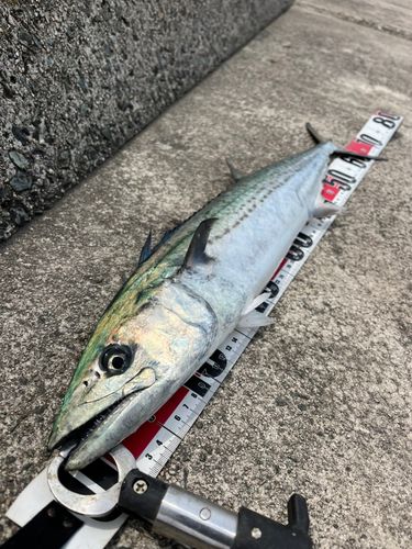 サワラの釣果