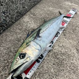 サワラ