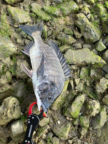 チヌの釣果
