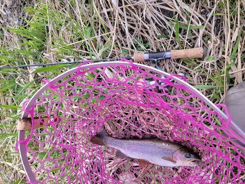 ニジマスの釣果