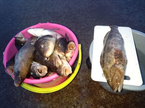ホッケの釣果