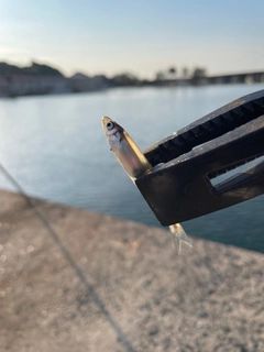 釣果