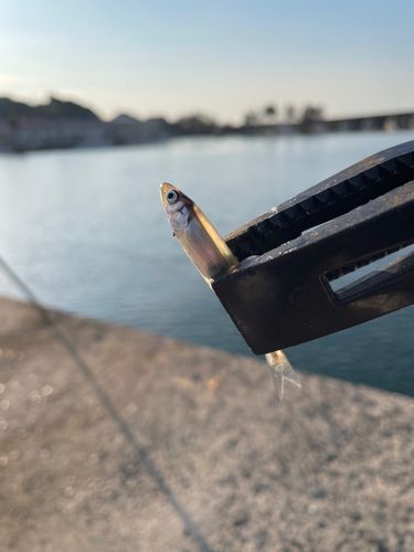 釣果
