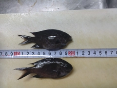 スズメダイの釣果