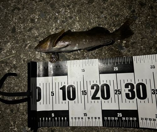 アイナメの釣果
