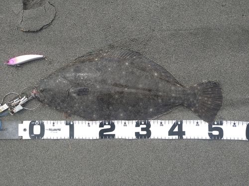 ヒラメの釣果