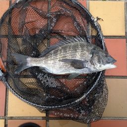 クロダイ
